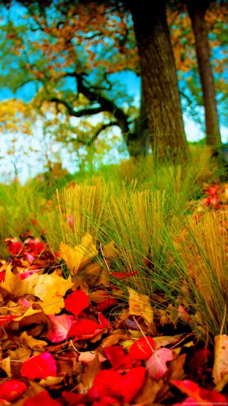 Yo! Wonderful Iphone 6 Retina Wallpapers ▶ From Emilymcardlex ...