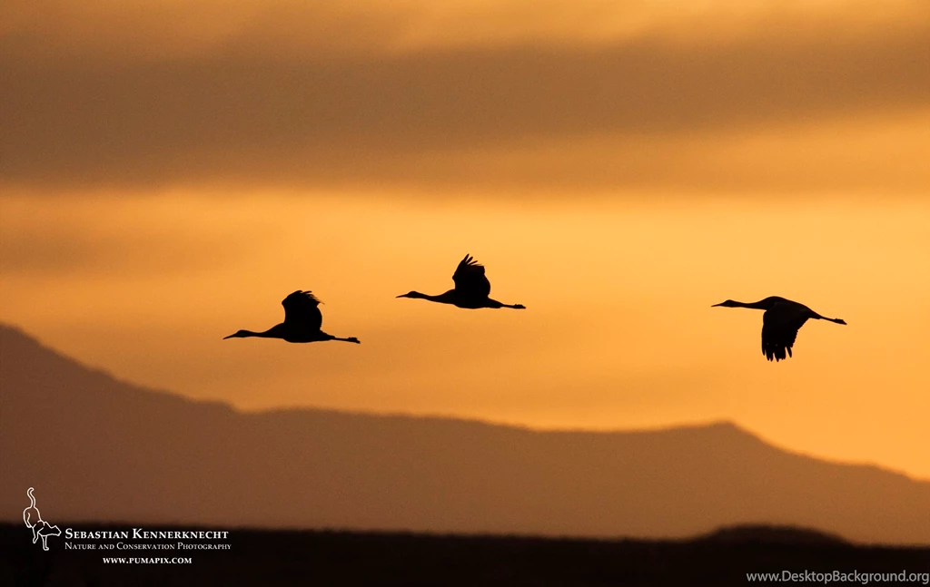 Free Nature Wallpapers For Download – Silhouetted Sandhill Cranes ...