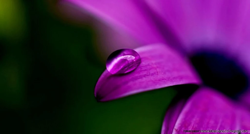 Flower Hd Photos Free Download