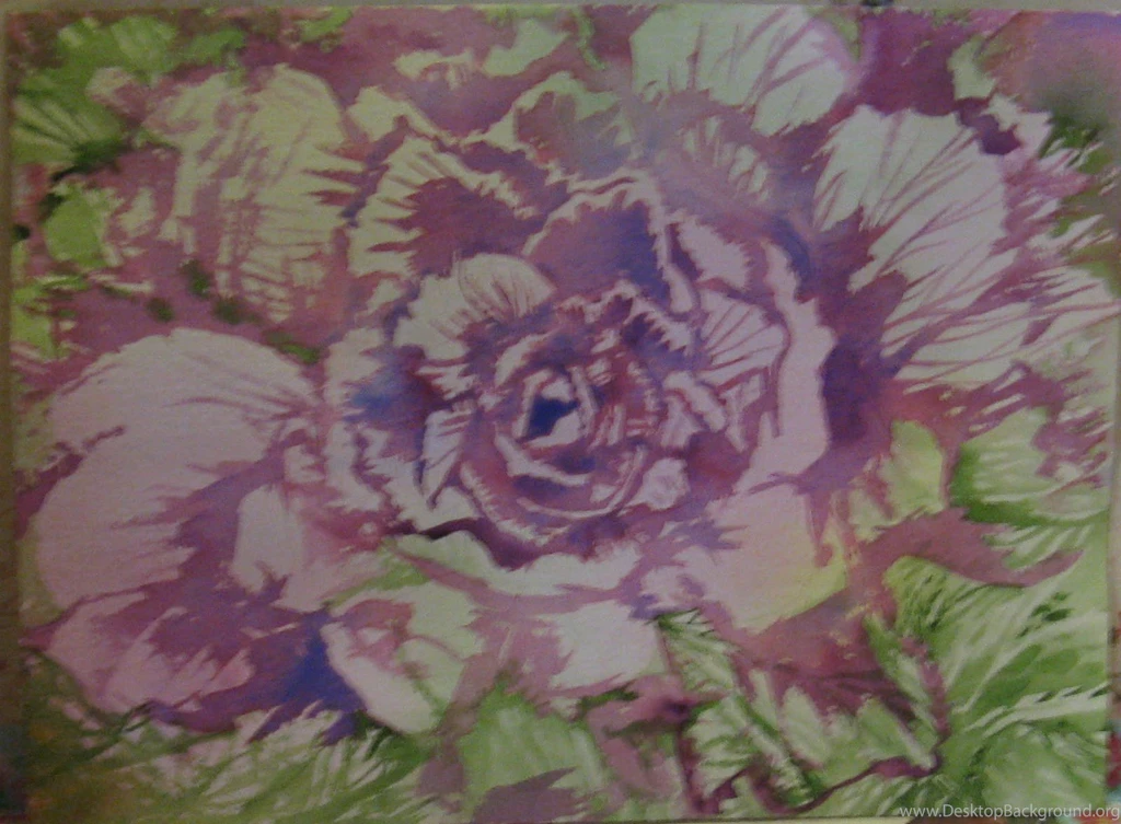 Cabbage Rose Wallpapers Widescreen HD Wallpapers