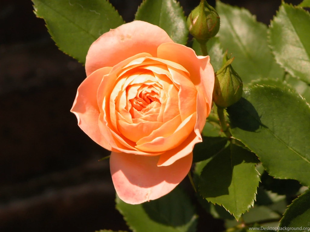 Cabbage Rose Wallpapers Widescreen HD Wallpapers