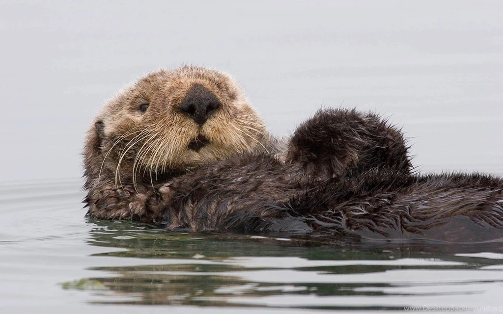 Free Otter Wallpapers Animals Town
