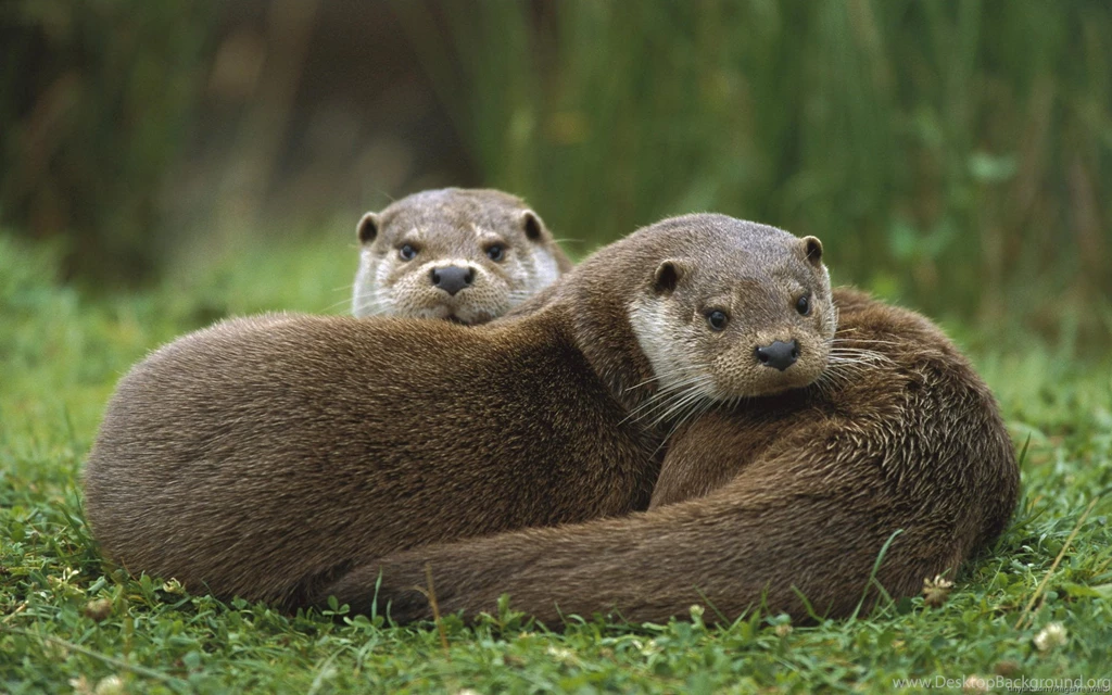 Otters Wallpapers ImgMob