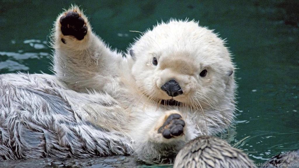 Otter Wallpapers Android Apps On Google Play