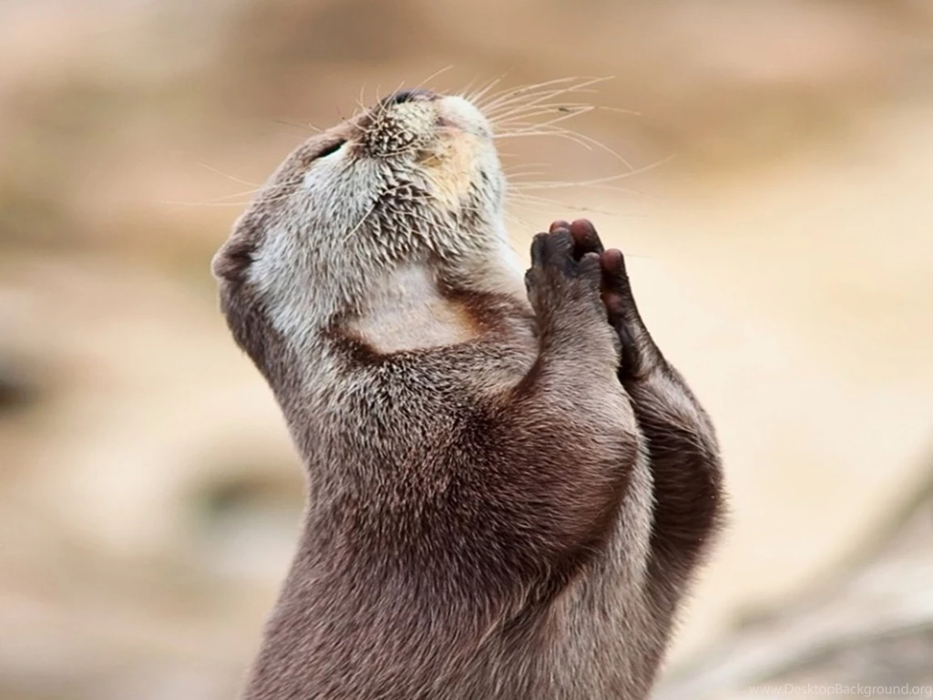 Otter Wallpapers
