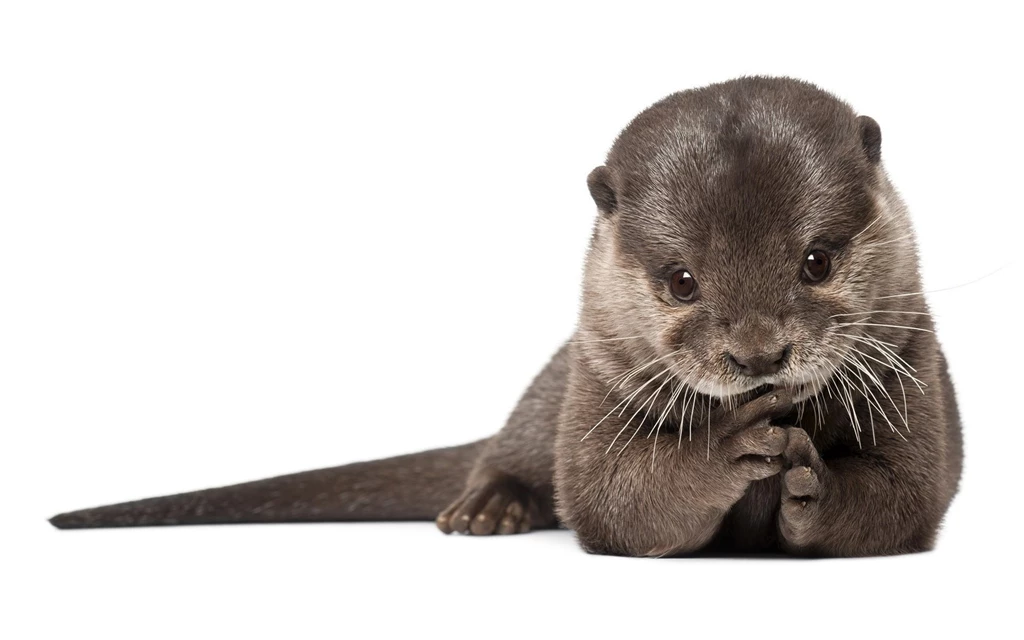 26 Otter Wallpapers Pictures Photos Images 1878 :: Sea Otter Hd ...