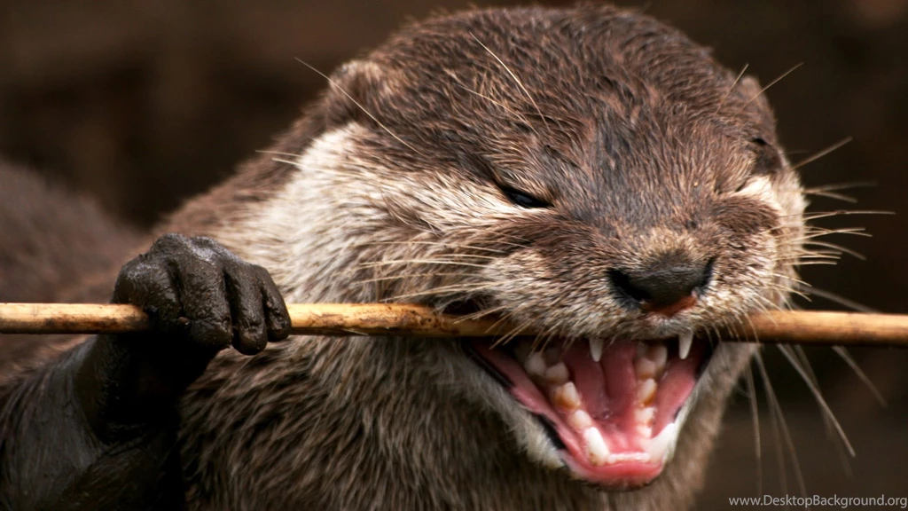 High Quality Otter Wallpapers
