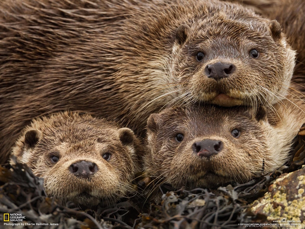 Eurasian Otter Picture Animal Wallpapers National Geographic ...