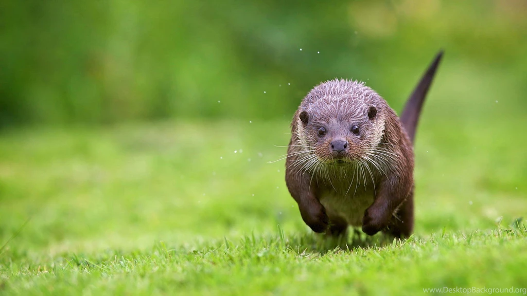 Otter Running Through The Grass Wallpapers And Images   Wallpapers ...