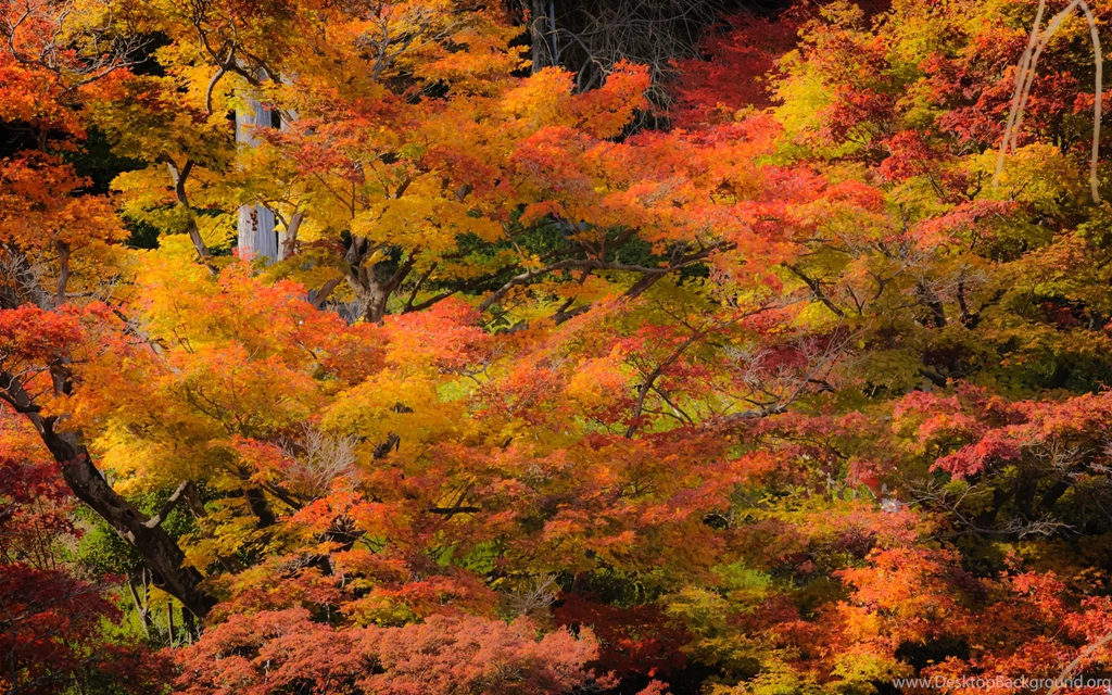 Jeffrey Friedl's Blog » Kyoto Fall Foliage 2012 Preview: A Few ...
