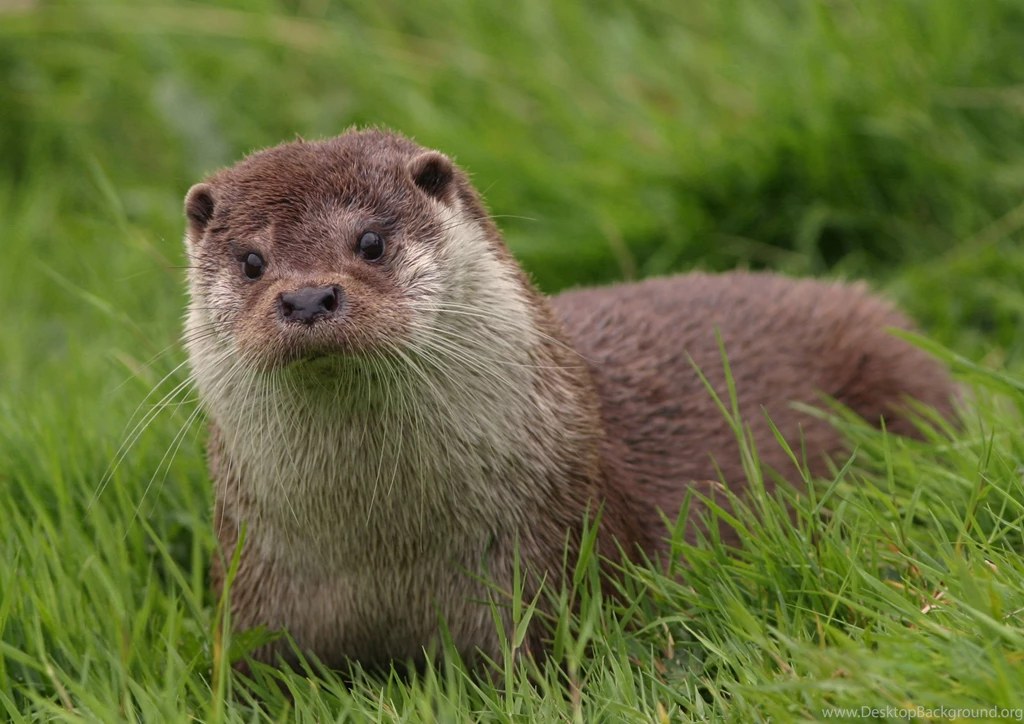 Otter Wallpapers