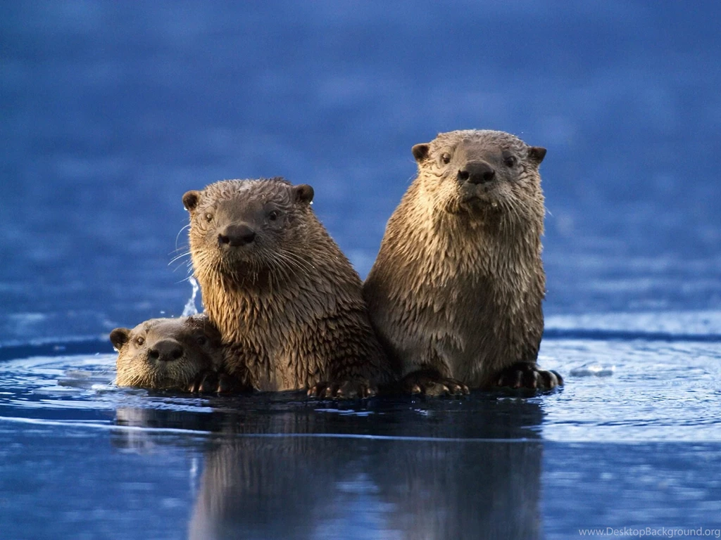 Sea Otter Desktop Wallpapers For Backgrounds Wide Free