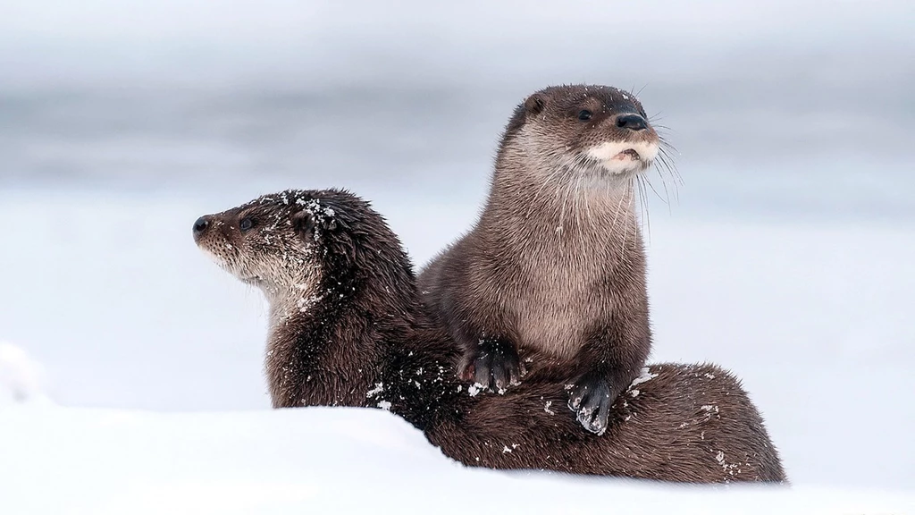 Sea Otter HD Wallpapers YoYoWallpapers: Download Today's Best HD ...