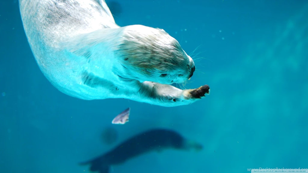 Sea Otter HD Desktop Wallpapers : High Definition : Fullscreen ...