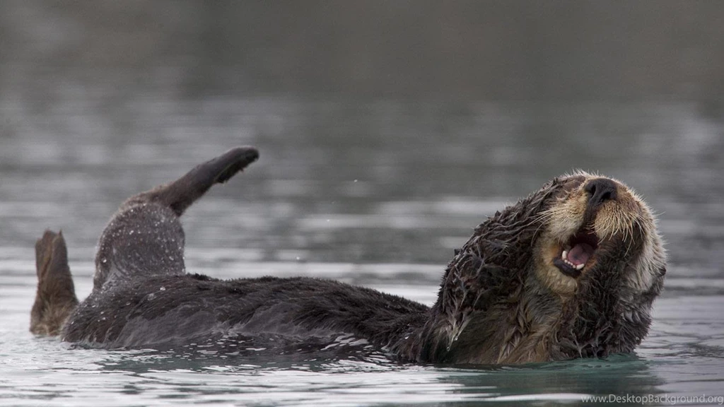 These Otters Can't Handle The Miss Universe Screw Up