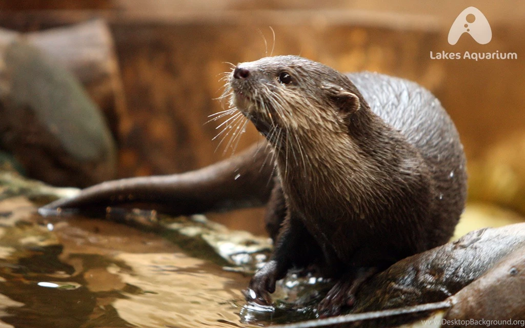 Lakes Aquarium Opening Times