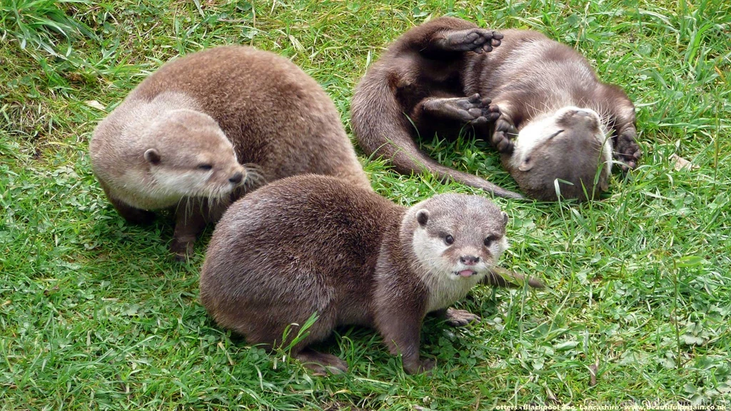 Hd Wallpapers Otters_blackpool