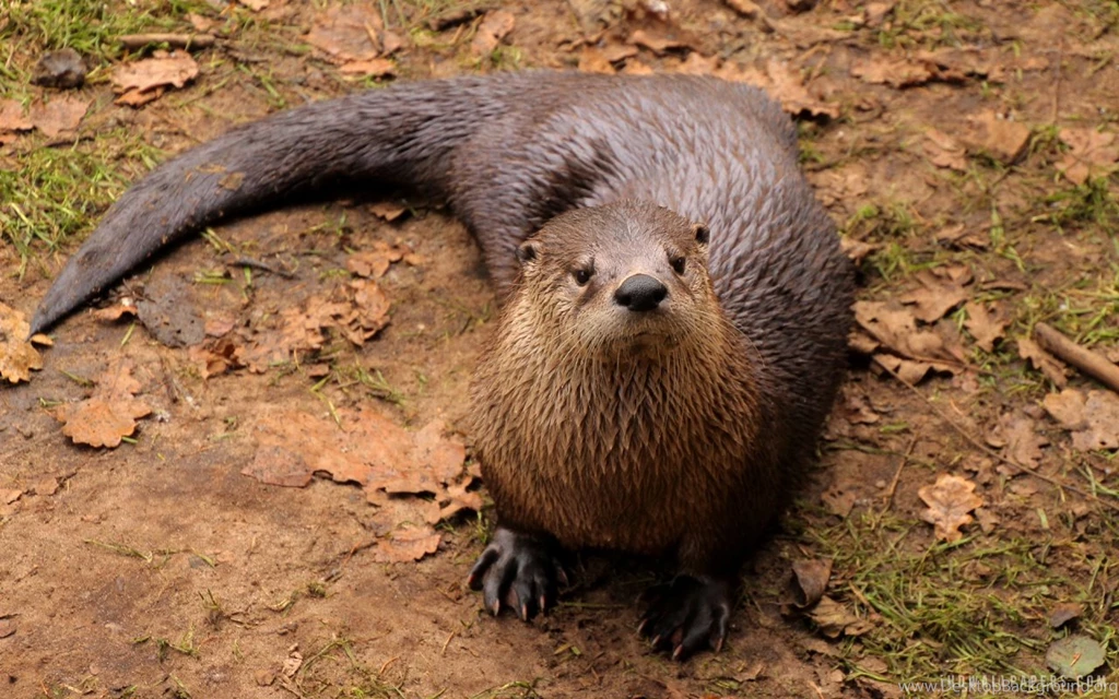 Otter HD Wallpapers IHD Wallpapers