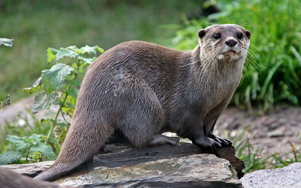 Otter Carnivorous Mammal