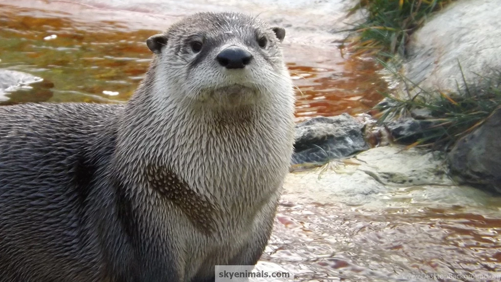Wallpapers Otter Images