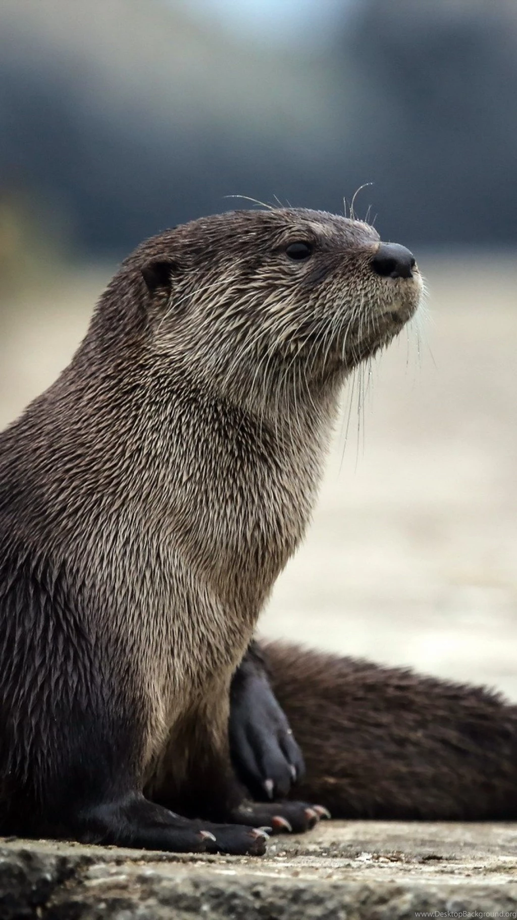 Sony Xperia Z1, ZL, Z, Samsung Galaxy S4, HTC One Otter Wallpapers ...