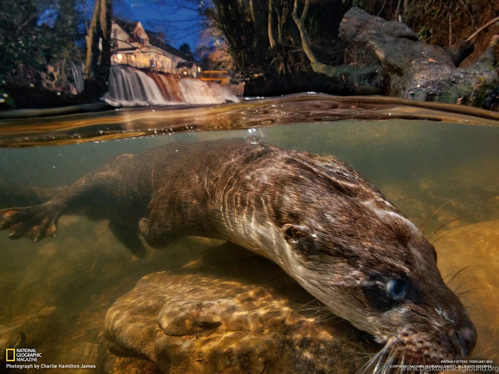 Otter Picture Animal Wallpapers National Geographic Photo Of ...