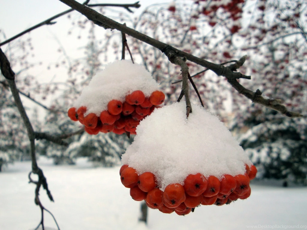 Beautiful Natural Scenery, Red Ashberry Is Covered With Snow, They ...