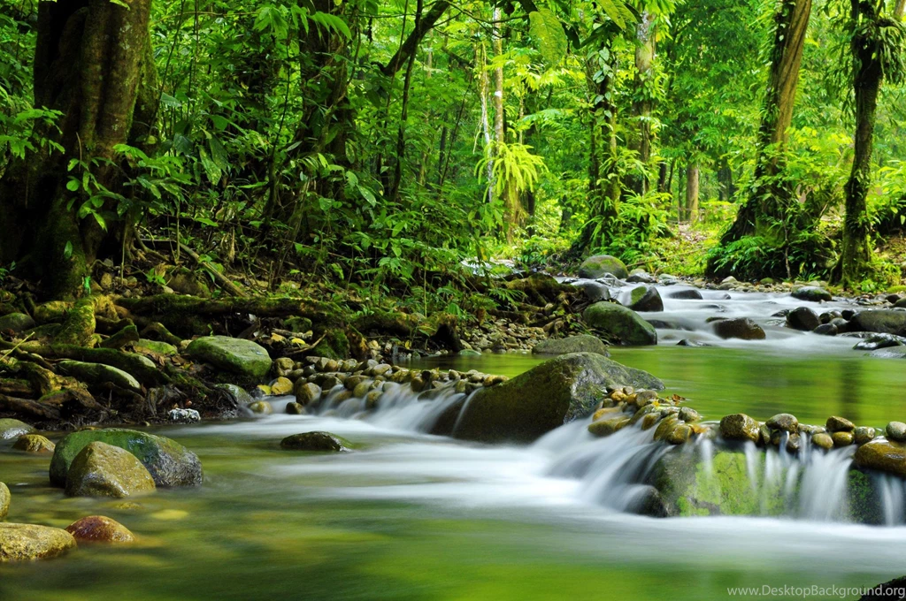 Tropical Rainforest (