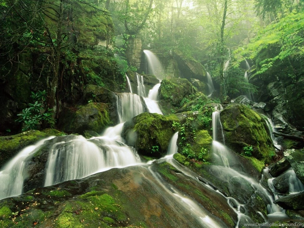 Tropical Rainforest Wallpaper.