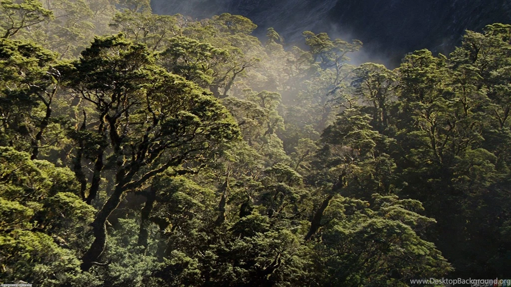 Tropical Rainforest Wallpapers