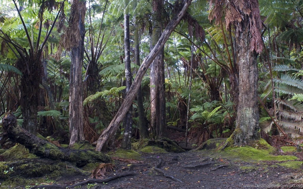Hawaiian Tropical Rainforest Desktop Wallpapers