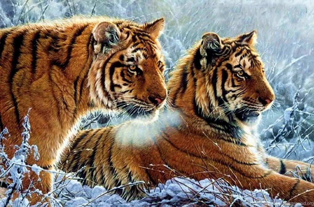 30 Tiger Wallpapers For Free Download Pictures