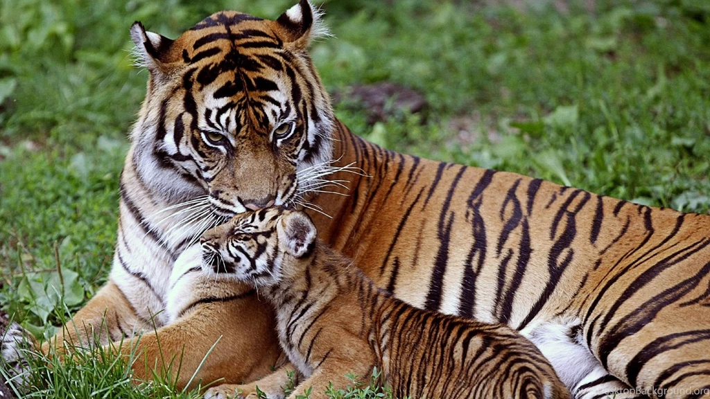 Full HD 1080p Tiger Wallpapers HD, Desktop Backgrounds 1920x1080