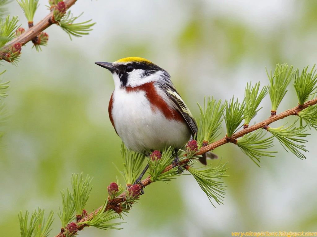 Birds Wallpapers