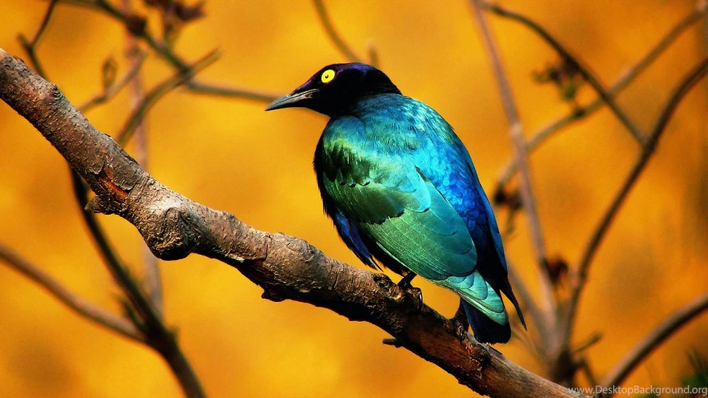 Flying Bird Wallpapers