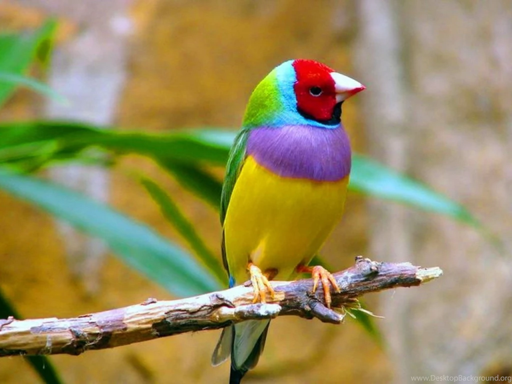 Birds Images