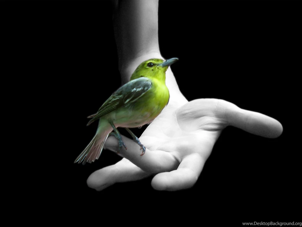 Sujith Spot::::: Colourful Birds Hd Wallpapers. Birds Wallpapers Hd ...
