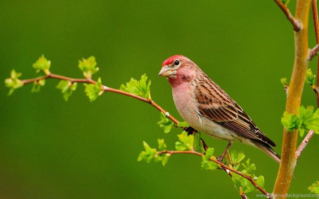 Birds Wallpapers HD   Android Apps On Google Play