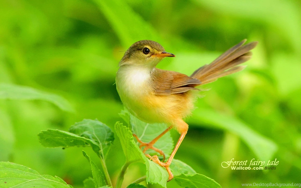 Beautiful Images Of Birds Wallpapers HD Wide