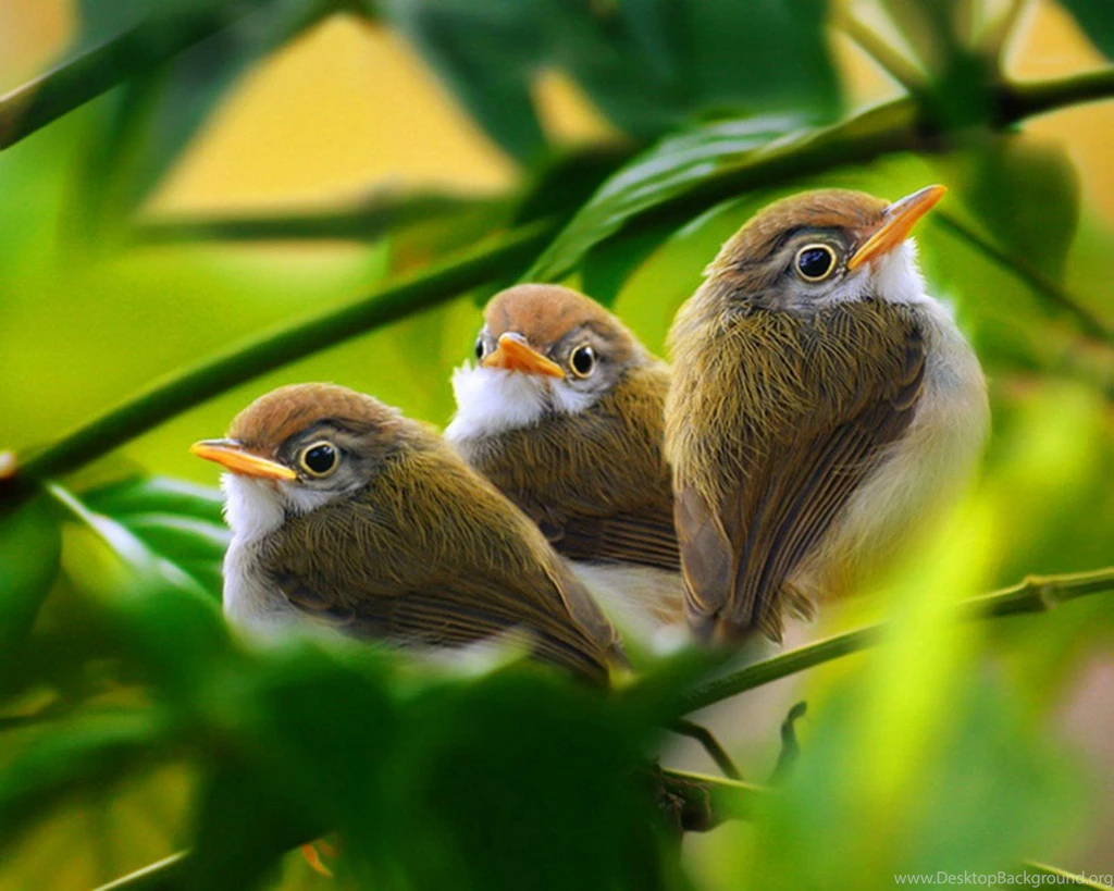 Baby Bird Wallpapers