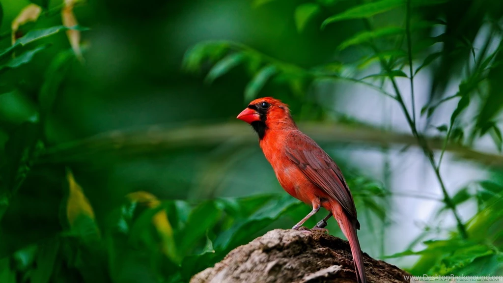 Red Bird HD Desktop Wallpapers : High Definition : Fullscreen ...