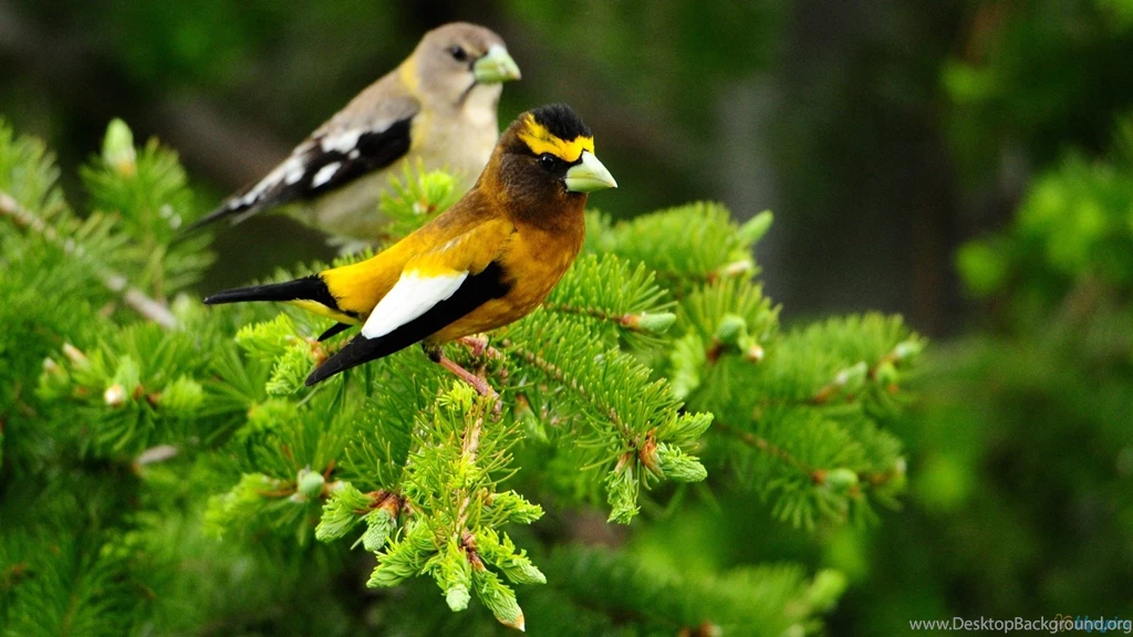BIRDS PAIR ON TREE DESKTOP BACKGROUND WALLPAPER (1080p) HD IMAGE