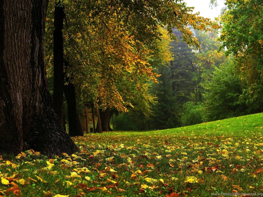 Autumn wallpaper nature live wallpaper for pc 1024x768.jpg