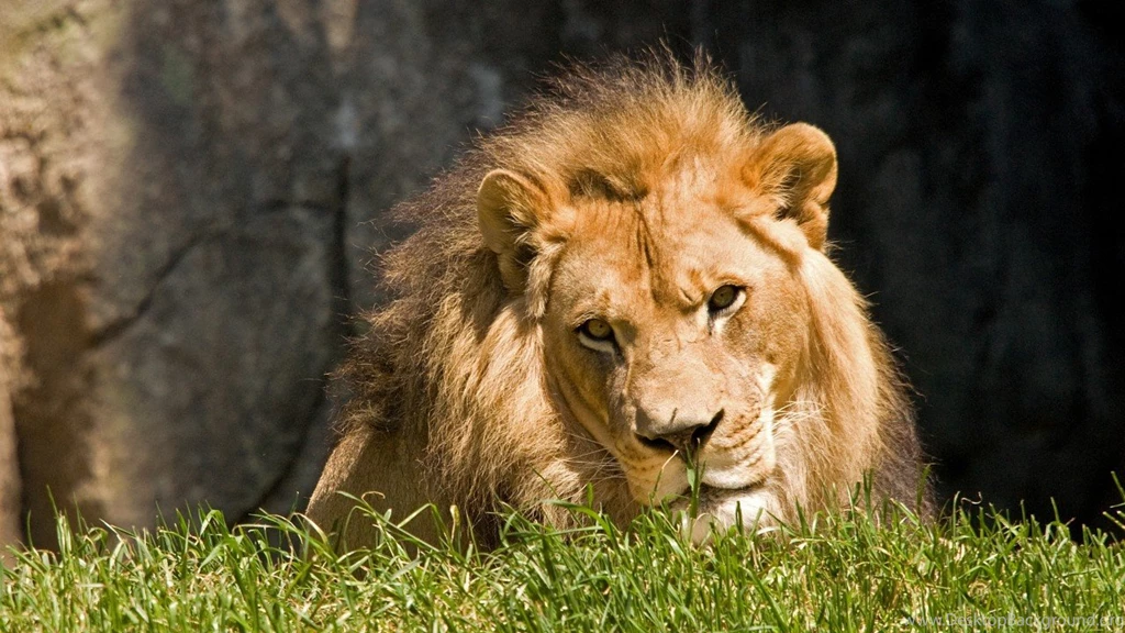 Animals Wildlife Wallpapers Free HD Wallpaper Backgrounds Download