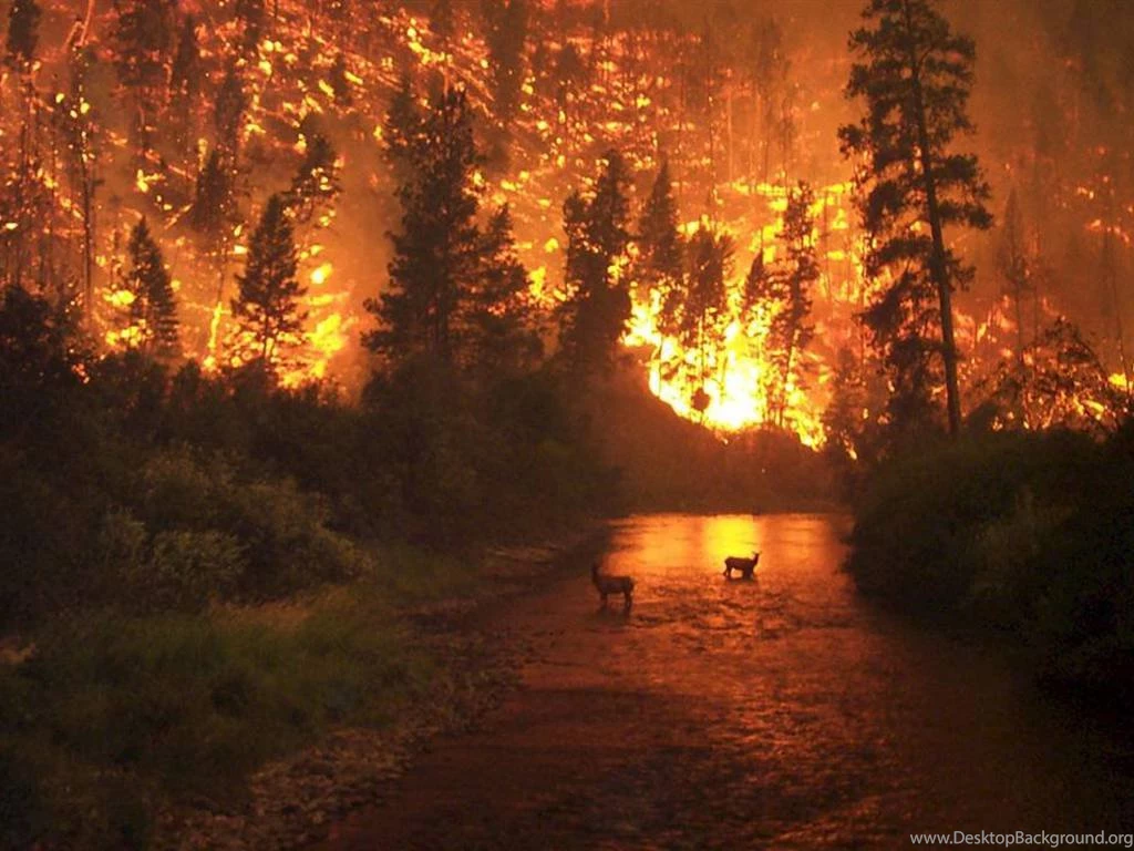 Wallpapers Wildlife Free Wildfire The 1024x768