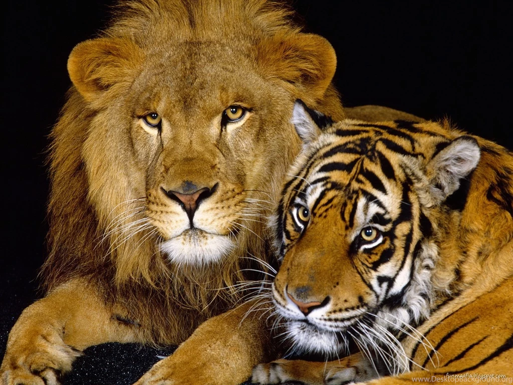 Wildlife Wallpapers Wallpapers Cave