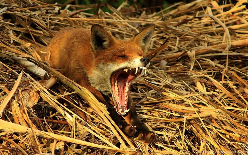 British Wildlife Photography Wallpapers » WallDevil Best Free HD ...