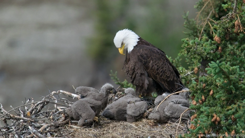 Birds: Eagle Chicks Raptor Nest Bald Wildlife Wallpapers Pictures ...