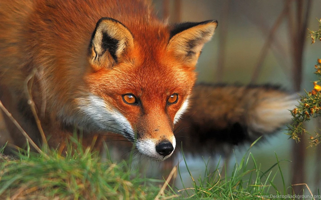The Fox High Definition Animal Photography Wallpapers 11 Animal ...
