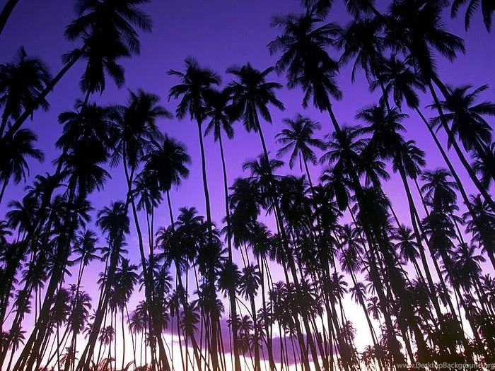 Photos: 16 Hawaiian Palm Grove Wallcoo.net